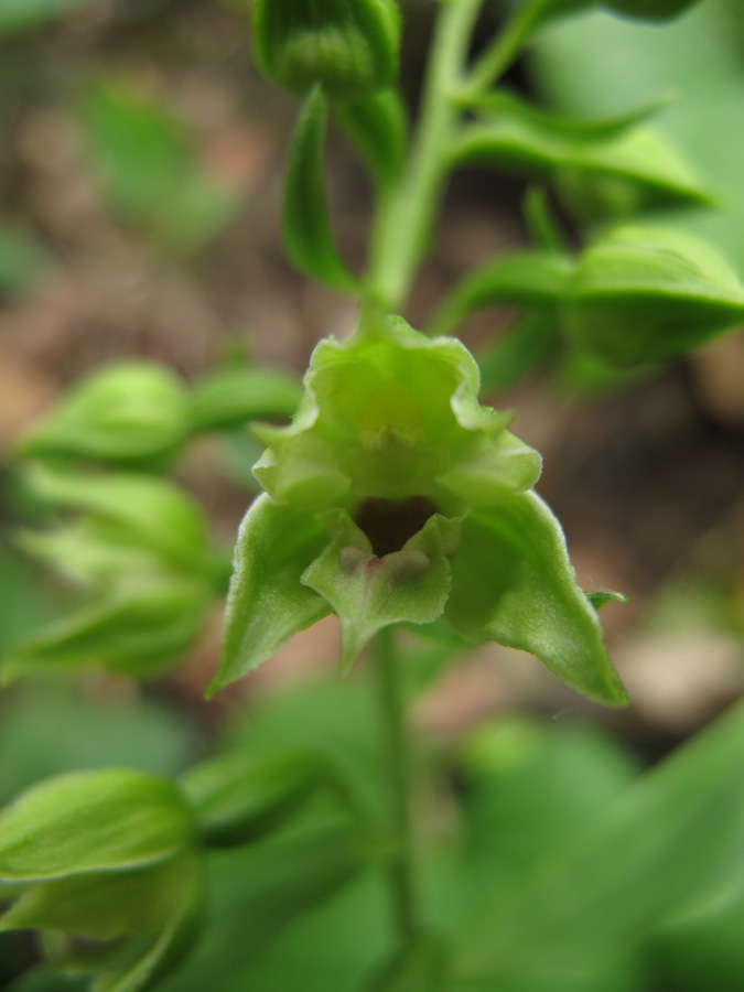 Epipactis leptochila