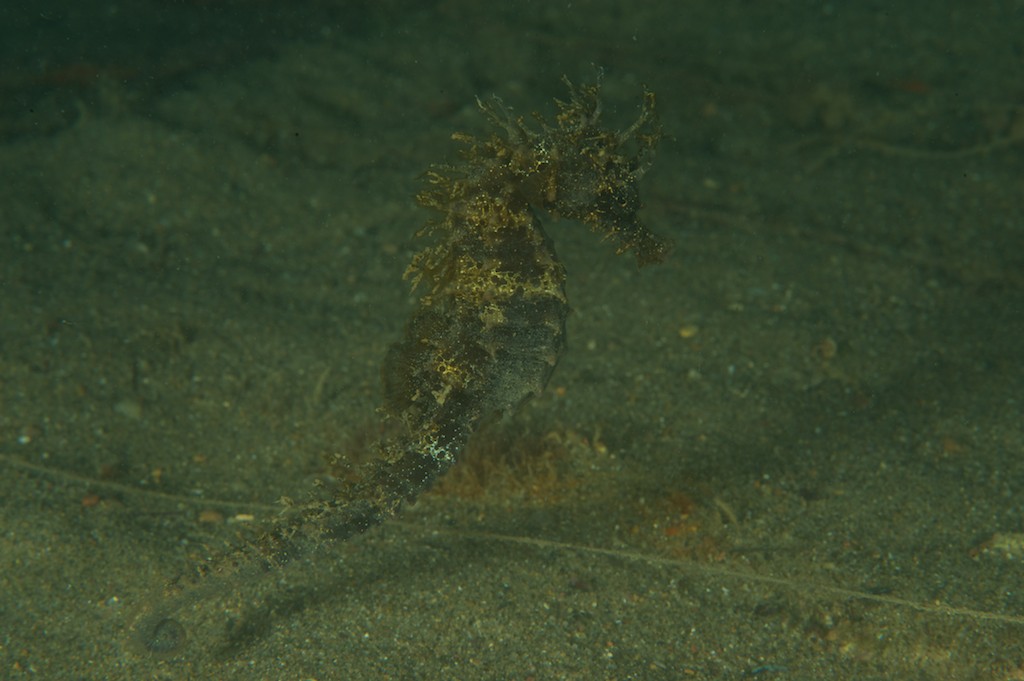 Hippocampus guttulatus