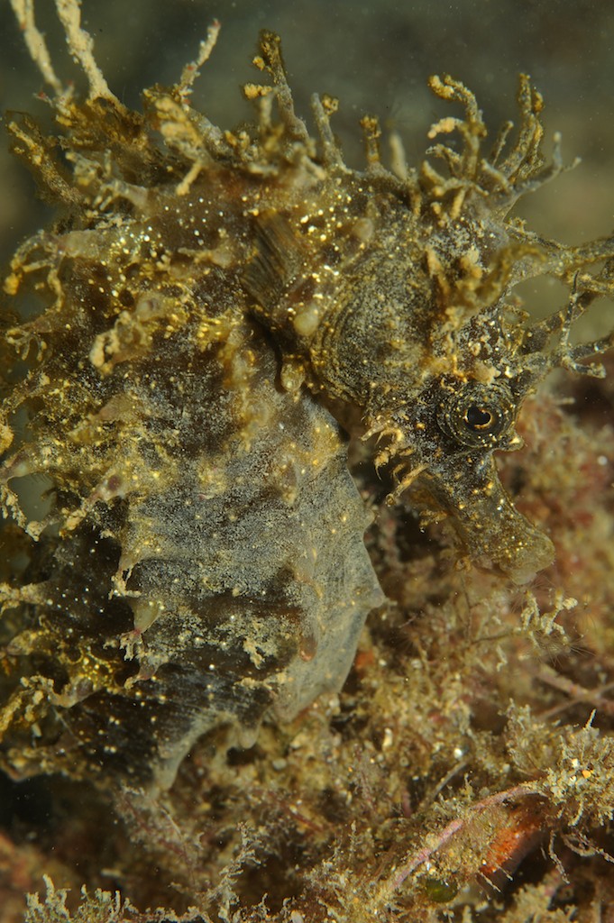 Hippocampus guttulatus