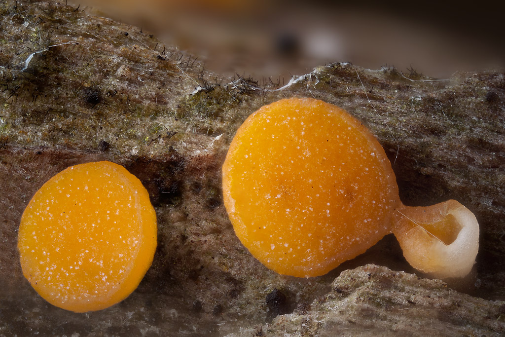 Bisporella citrina