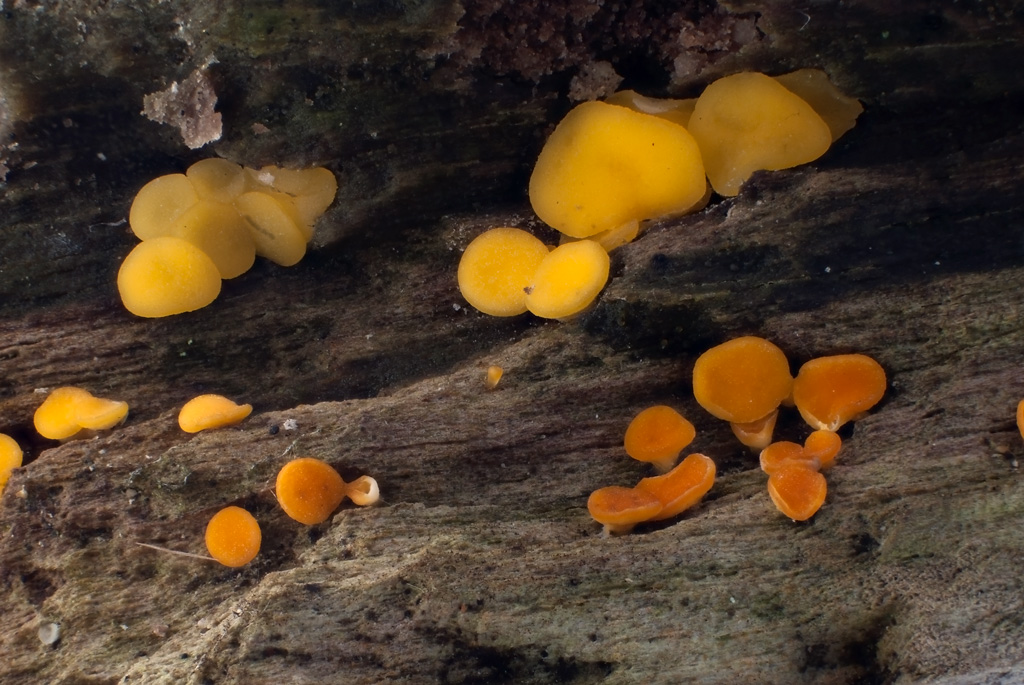 Bisporella citrina