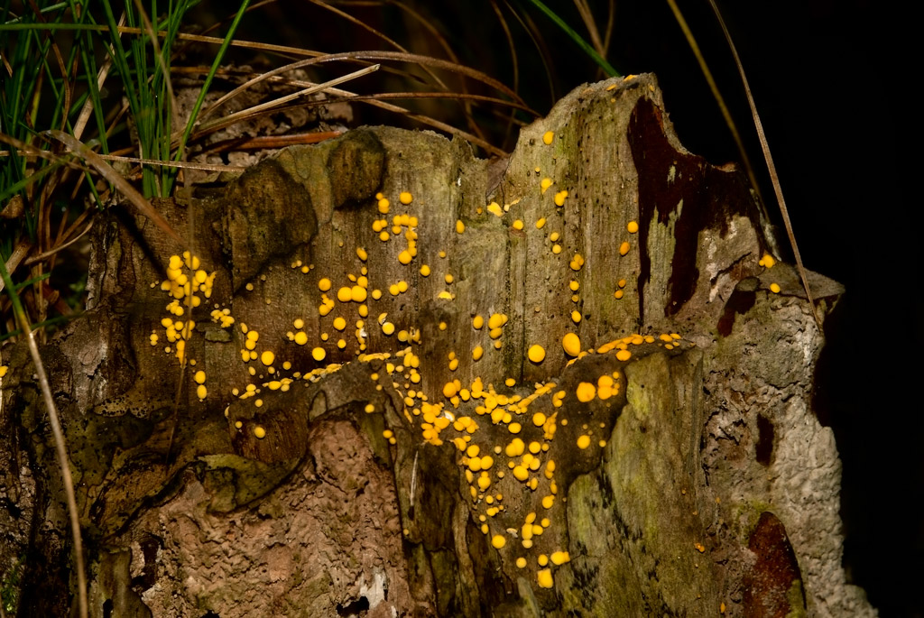 Bisporella citrina