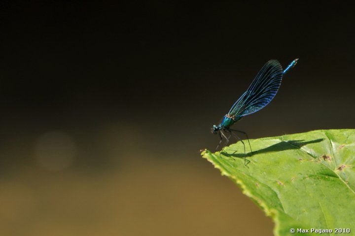 ali blu.... Calopterygidae