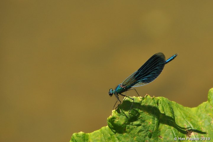 ali blu.... Calopterygidae