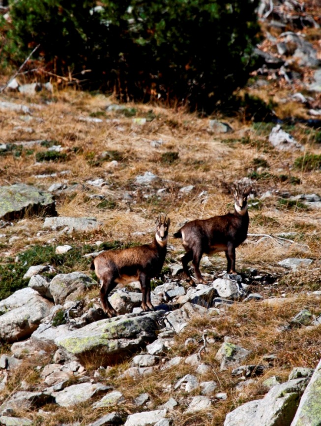 Camosci Parco Alpi Marittime