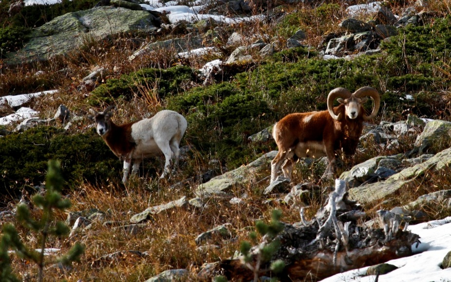 Camosci Parco Alpi Marittime