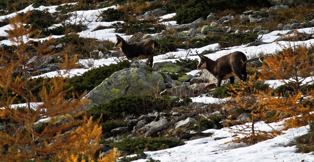 Camosci Parco Alpi Marittime