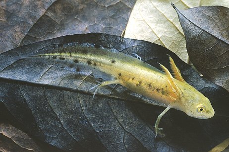 identificazione tritone - Lissotriton italicus, larva