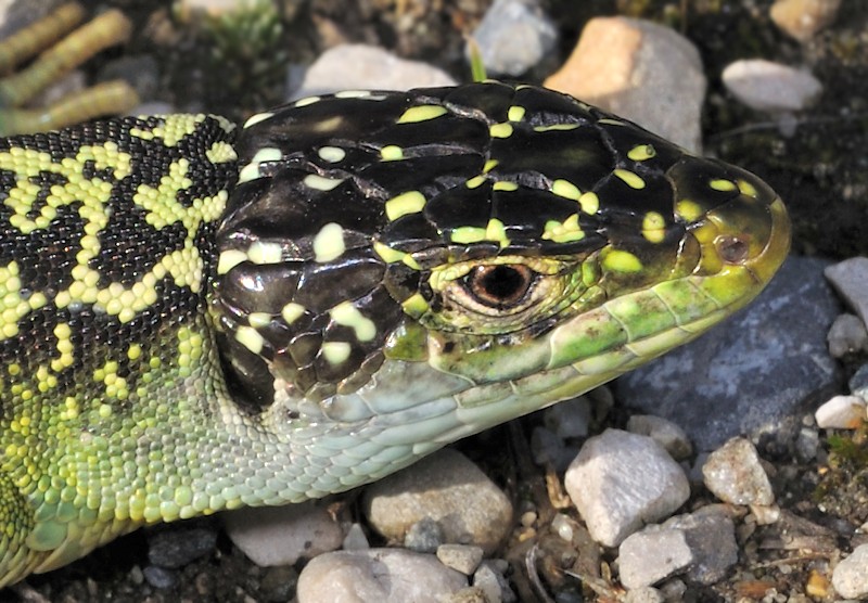 Dovrebbe essere una femmina di Lacerta bilineata