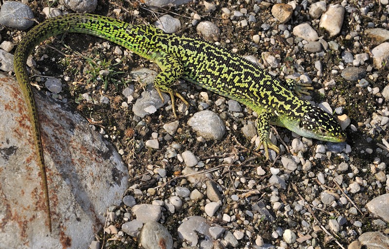 Dovrebbe essere una femmina di Lacerta bilineata