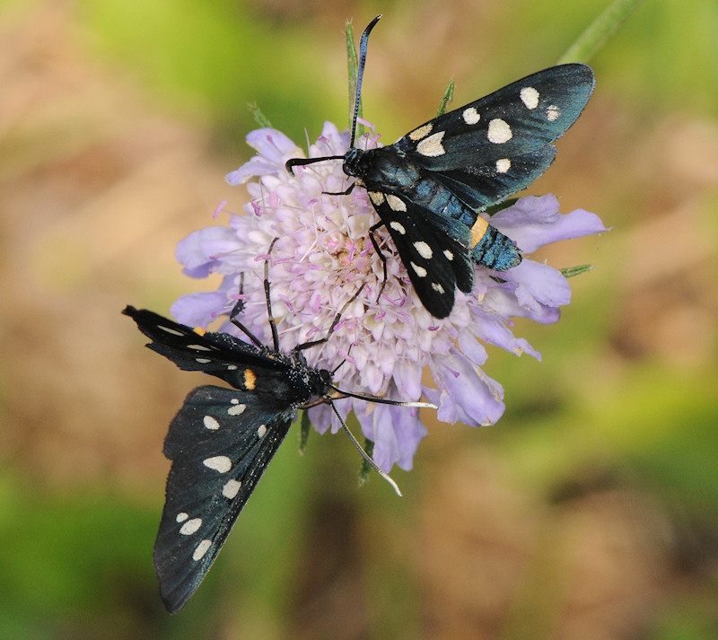 Zygaena ephialtes?