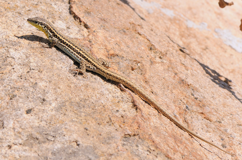 Podarcis erhardii di Serifos