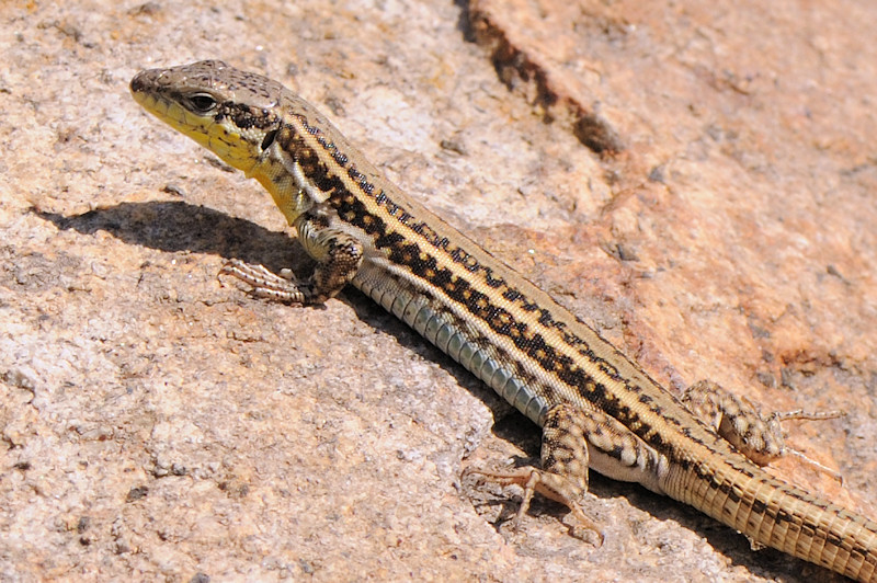 Podarcis erhardii di Serifos