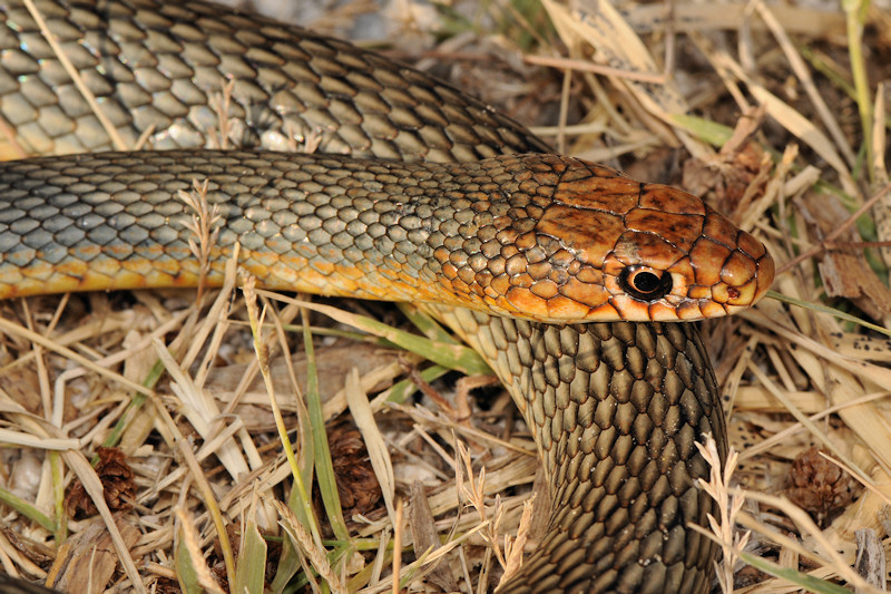 Incontro in spiaggia: Dolichophis caspius