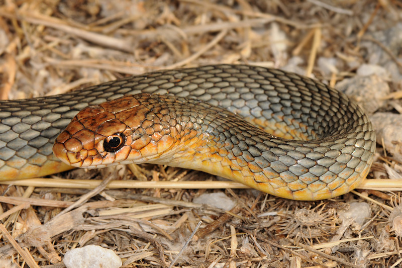 Incontro in spiaggia: Dolichophis caspius