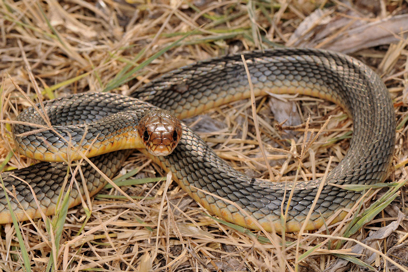 Incontro in spiaggia: Dolichophis caspius