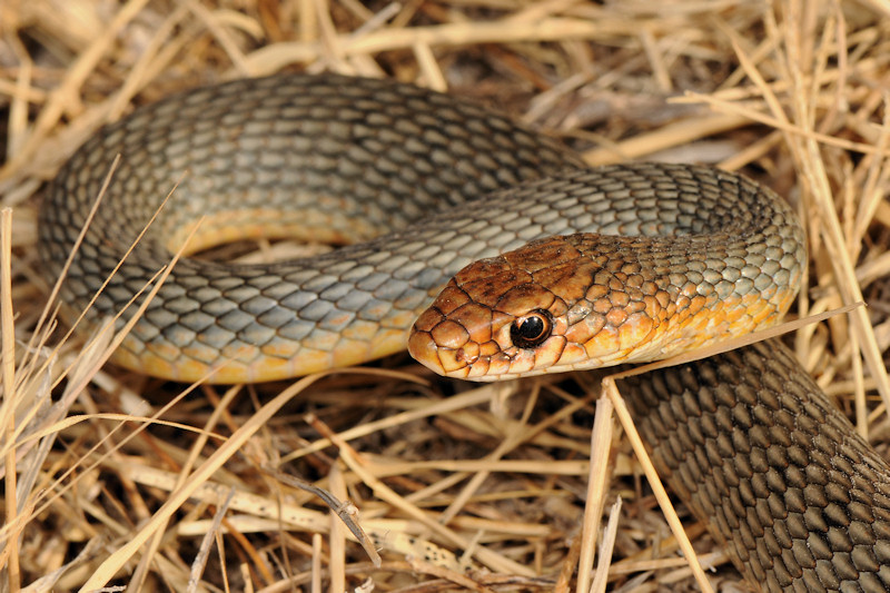 Incontro in spiaggia: Dolichophis caspius