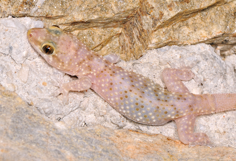 Mediodactylus kotschyi e Hemidactylus turcicus a Serifos