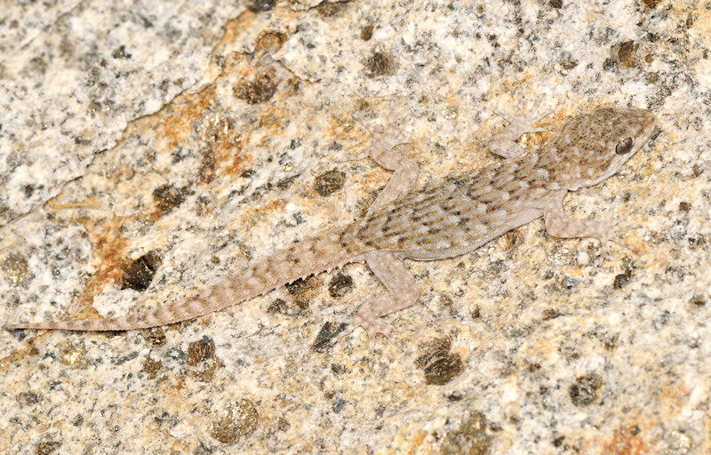 Mediodactylus kotschyi e Hemidactylus turcicus a Serifos