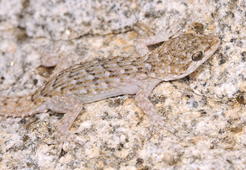 Mediodactylus kotschyi e Hemidactylus turcicus a Serifos