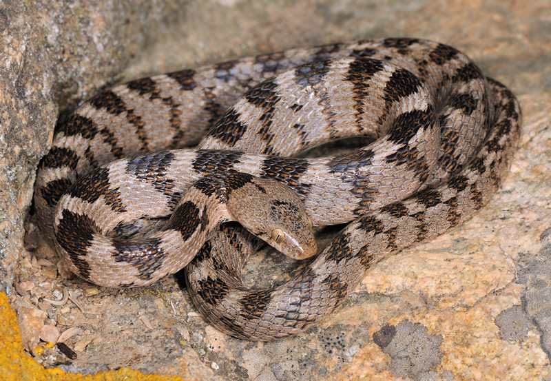 Serpente gatto (Telescopus fallax), Serifos (Grecia)