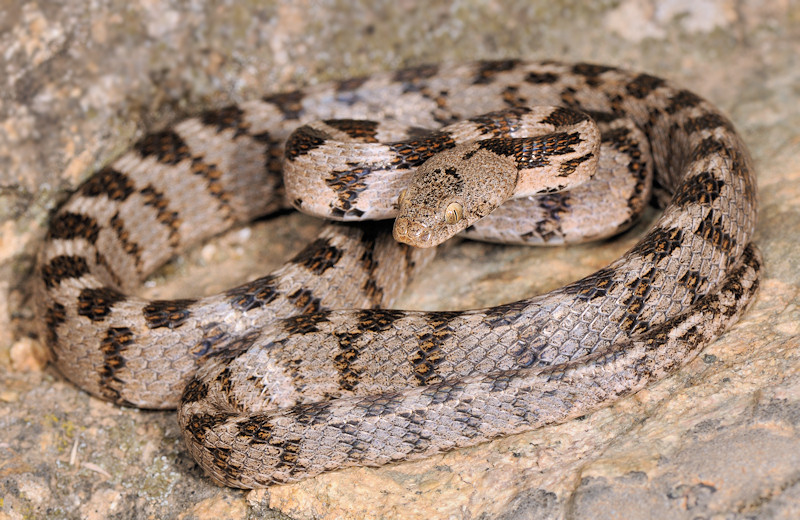 Serpente gatto (Telescopus fallax), Serifos (Grecia)