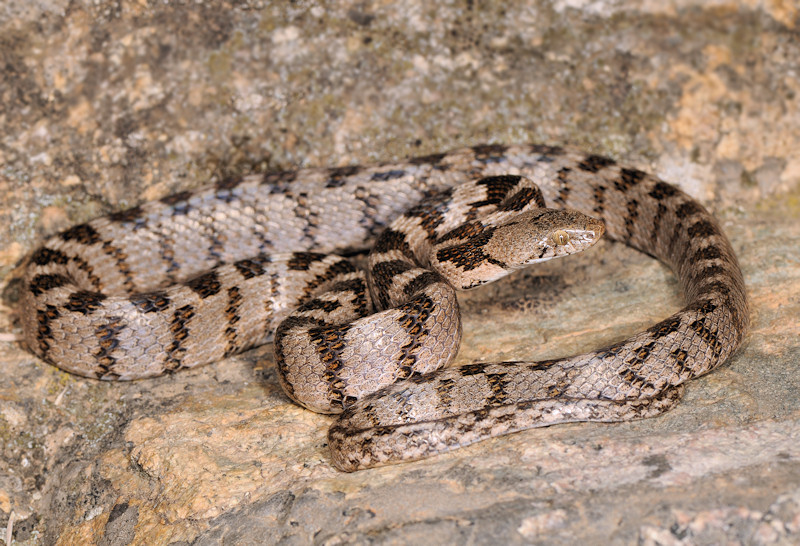 Serpente gatto (Telescopus fallax), Serifos (Grecia)