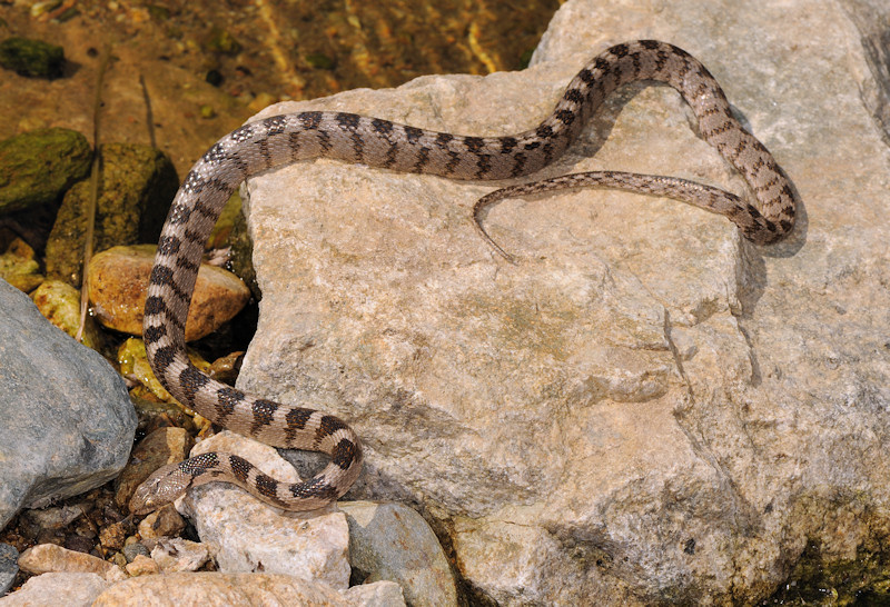 Serpente gatto (Telescopus fallax), Serifos (Grecia)