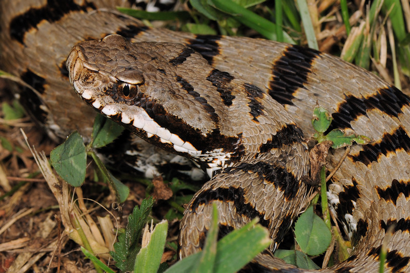 Vipera aspis dei Castelli Romani