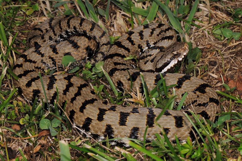 Vipera aspis dei Castelli Romani