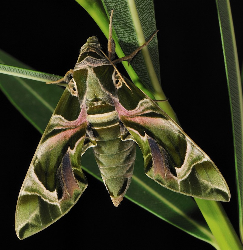 pupa di Daphnis nerii: come la allevo?