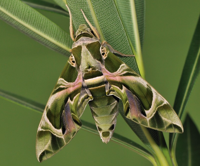 pupa di Daphnis nerii: come la allevo?