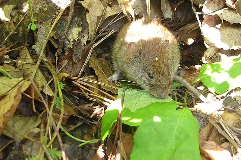 [FVG] Myodes glareolus (Arvicola rossastra)