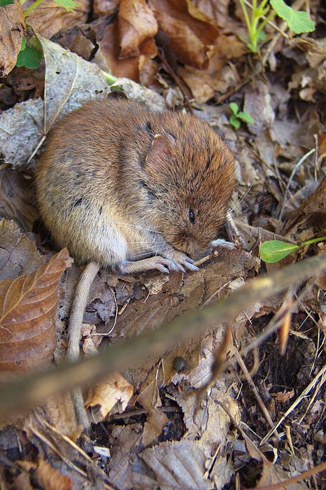 [FVG] Myodes glareolus (Arvicola rossastra)