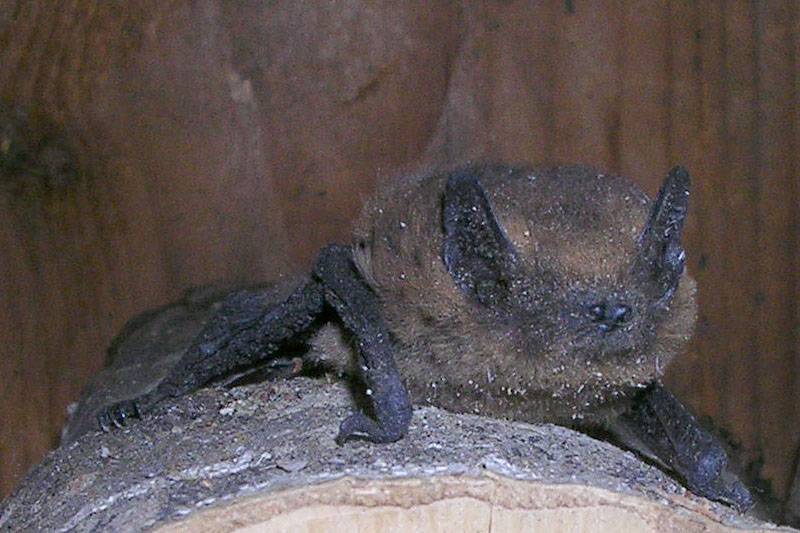 Pipistrellus sp. (nathusii ?) - Alpi Carniche