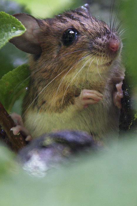 [FVG] Apodemus flavicollis/sylvaticus