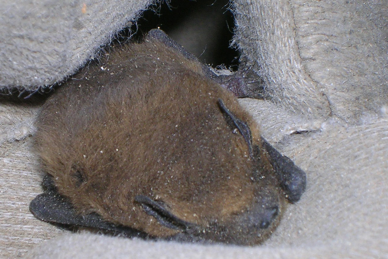 Pipistrellus sp. (nathusii ?) - Alpi Carniche