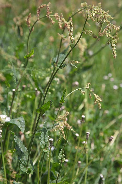 Rumex acetosa