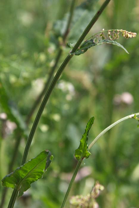 Rumex acetosa