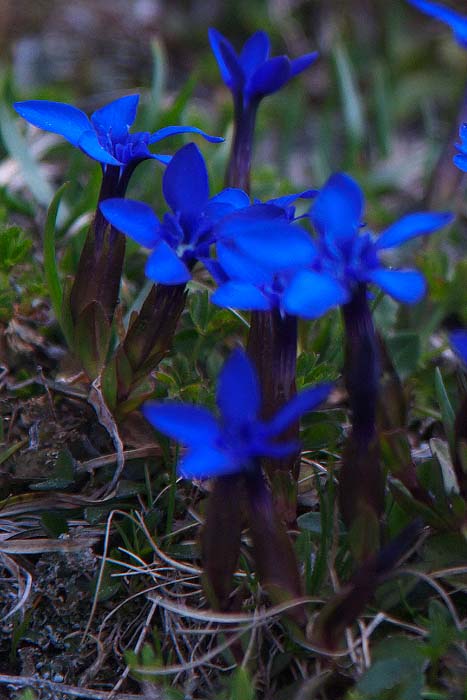 [FVG] Gentiana pumila?