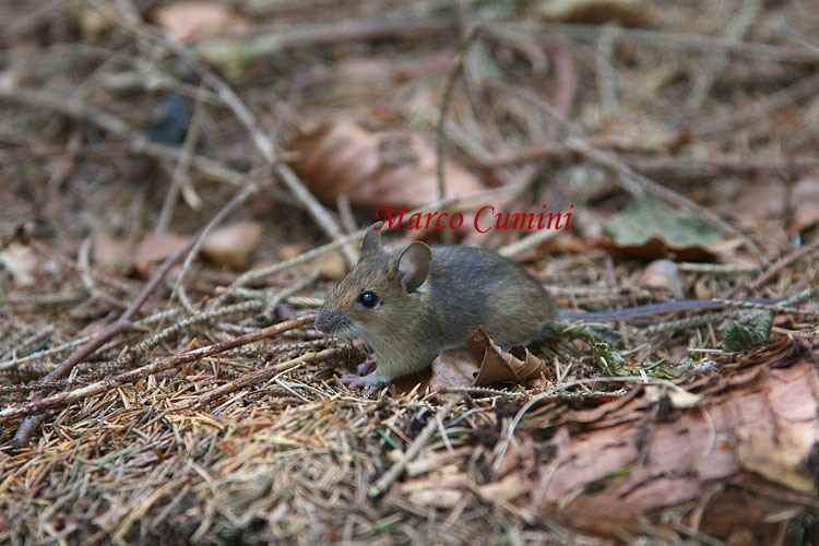 [FVG] Apodemus flavicollis/sylvaticus