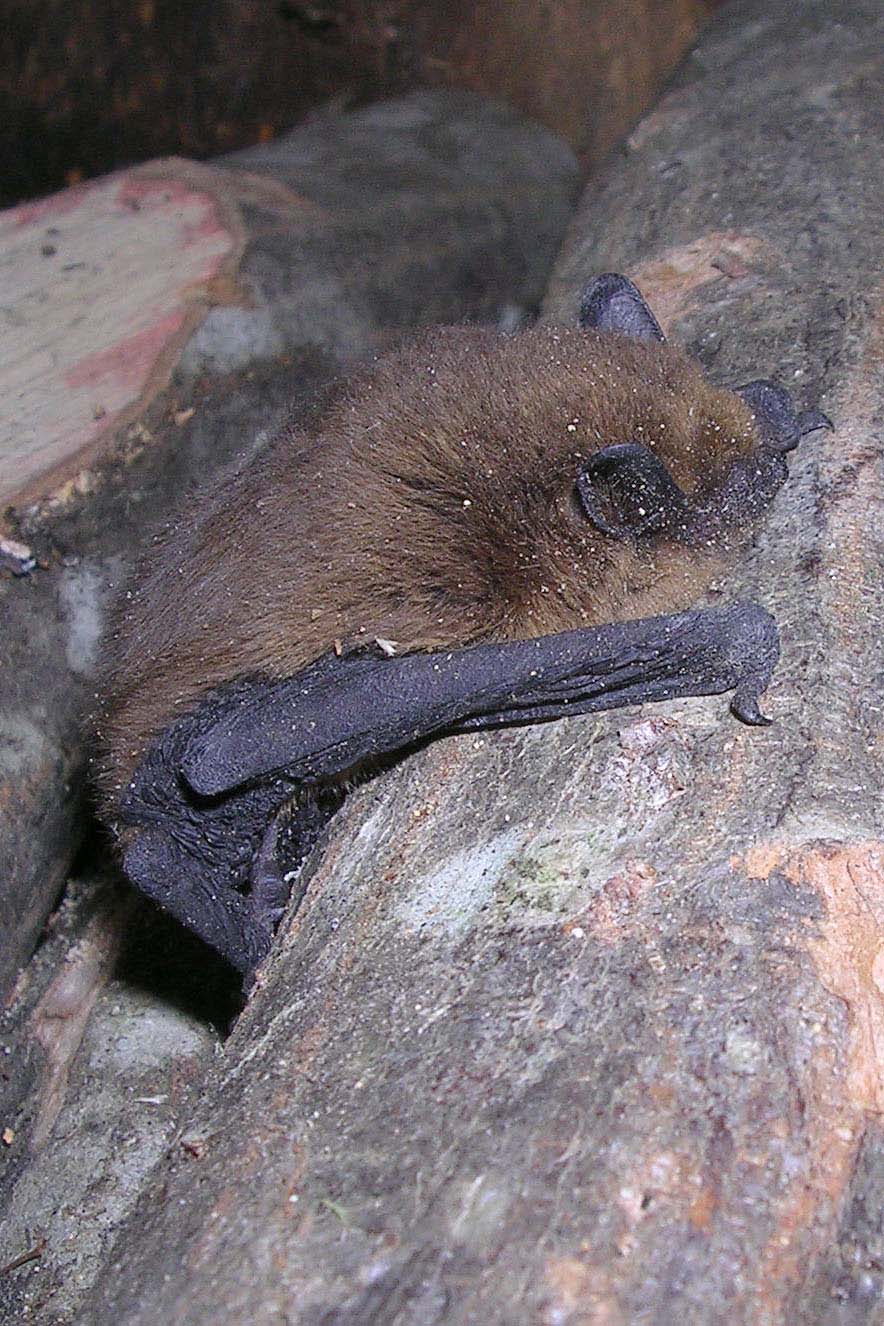 Pipistrellus sp. (nathusii ?) - Alpi Carniche