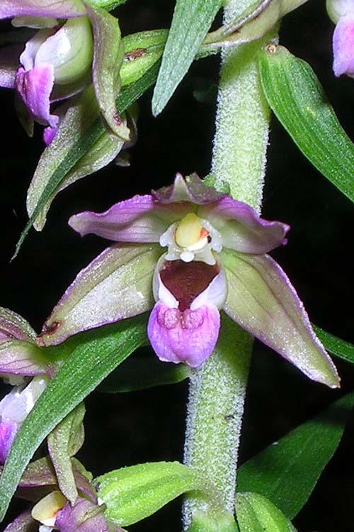 [FVG]  Epipactis helleborine