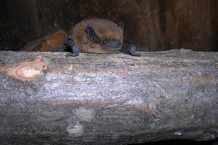 Pipistrellus sp. (nathusii ?) - Alpi Carniche