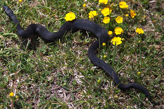 [FVG] Hierophis viridiflavus melanico?