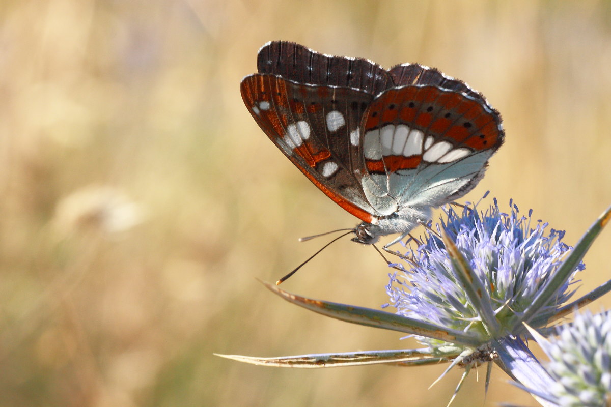 Limenitis reducta