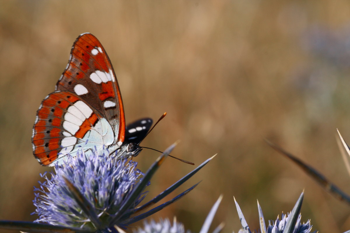 Limenitis reducta