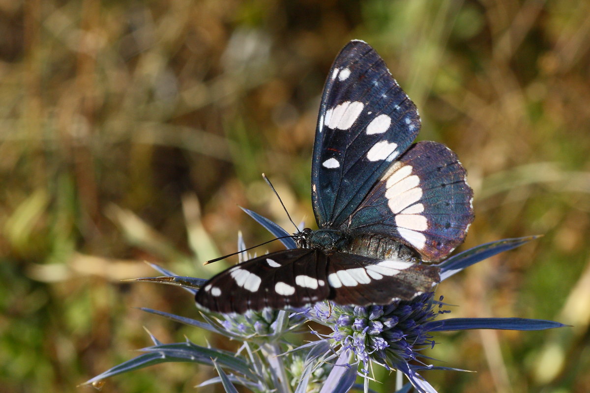 Limenitis reducta