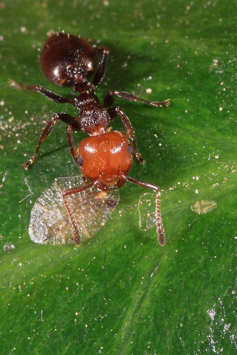 Crematogaster scutellaris - mungitura e  trofallassi ?