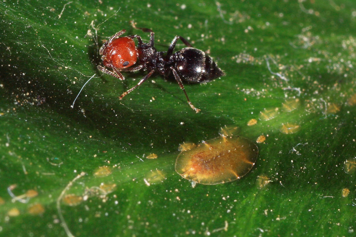 Crematogaster scutellaris - mungitura e  trofallassi ?